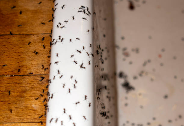 Best Emergency Pest Control  in Union, KY