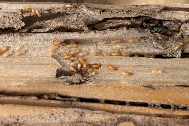 Best Wasp Removal Services  in Union, KY